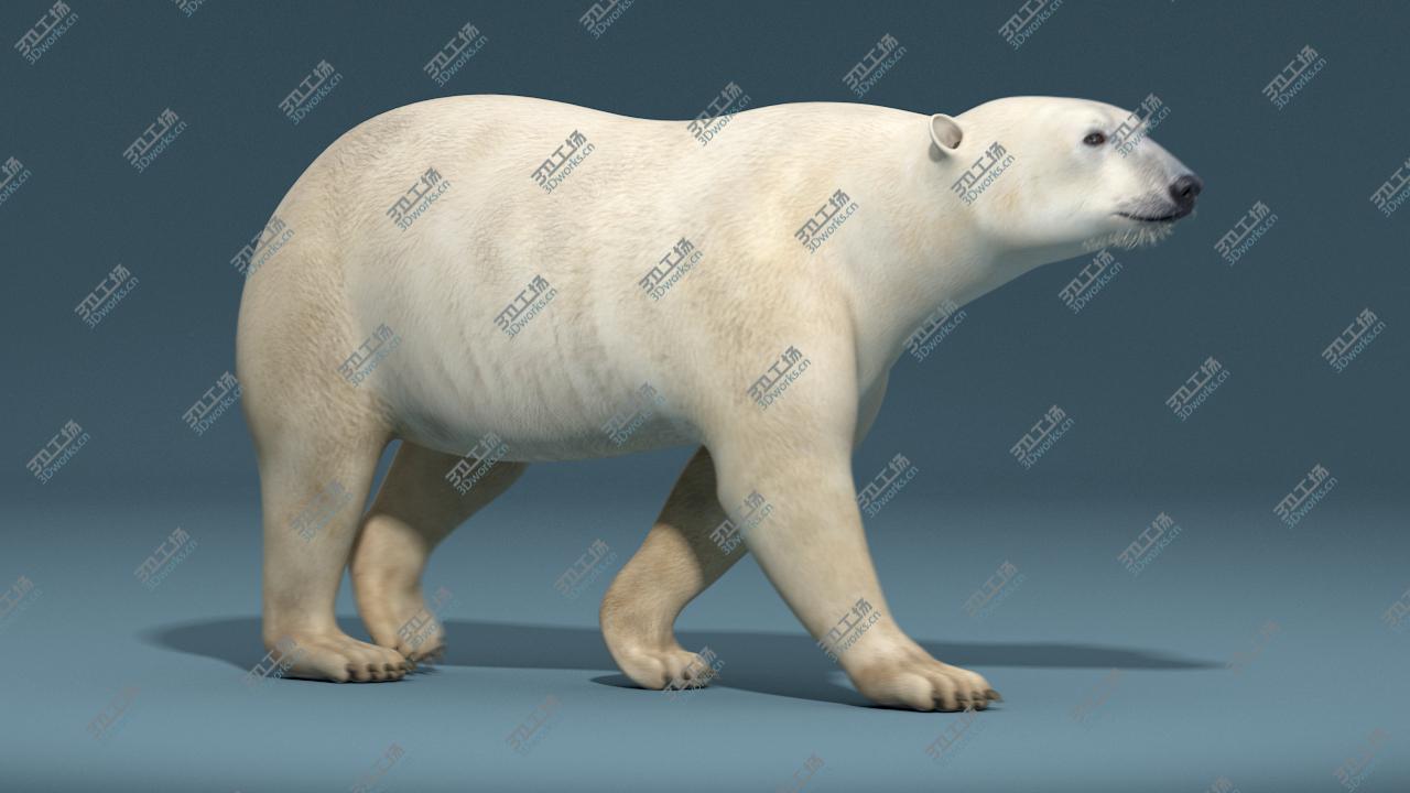 images/goods_img/2021040235/Polar Bear(RIGGED)/3.jpg